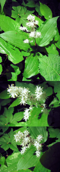 ５月の低山にあった植物です 日影にありました 小さな白い花が綺麗で Yahoo 知恵袋