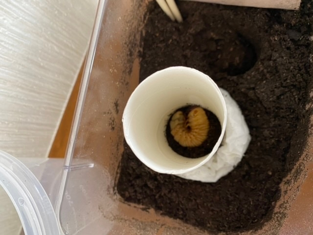 カブトムシの幼虫 前蛹ということで、人工蛹室作りました。 これであってますか？ 通常より小さい幼虫みたいです。