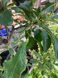 病気 バラ科マルス属のクラブアップルの木なのですが葉っぱが写真のよ Yahoo 知恵袋