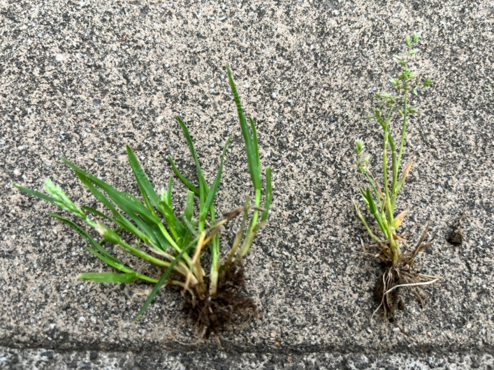 この雑草は何ですか？（写真がわかりづらくすみません） 現在は日本芝なので除草剤はMCPP液剤を使用しておりますが、それ以外に雑草に効果のある薬剤はありますでしょうか？