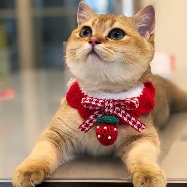 クリスマスにはネコちゃんの首輪も クリスマス仕様にするのですか？