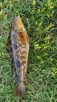 この魚はなんですか アイナメに見えます Zukan C Yahoo 知恵袋