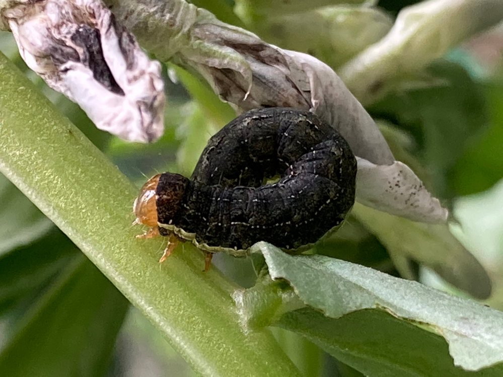 この虫は何でしょうか 夜盗虫 そら豆やゴーヤの葉をどんどん食べていきます 最 Yahoo 知恵袋