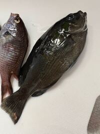 日本海 島根県松江の堤防でサビキ釣りで魚を釣りました そばに Yahoo 知恵袋