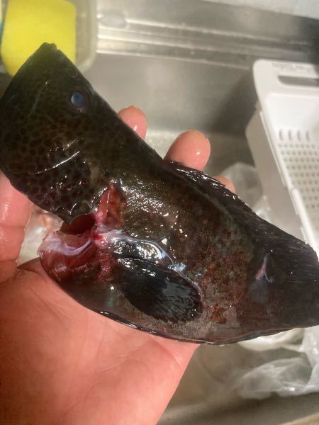 この魚キジハタの柄の様ですが、黒すぎるので何と言う魚かわかりません。どなたか教えて頂きたいです。 今処理してチルドに入れてあるのですが、食べれるのでしょうか。。。