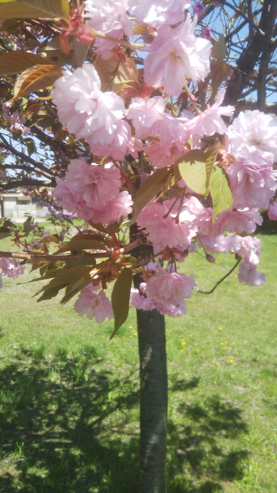 他の桜と時期が少しズレて咲いてたんですが、これも桜の一種ですかね？
