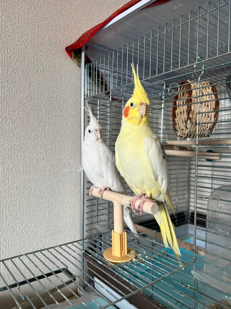 初めて質問させていただきます。家ではオカメインコ、メス2羽飼ってい... - Yahoo!知恵袋