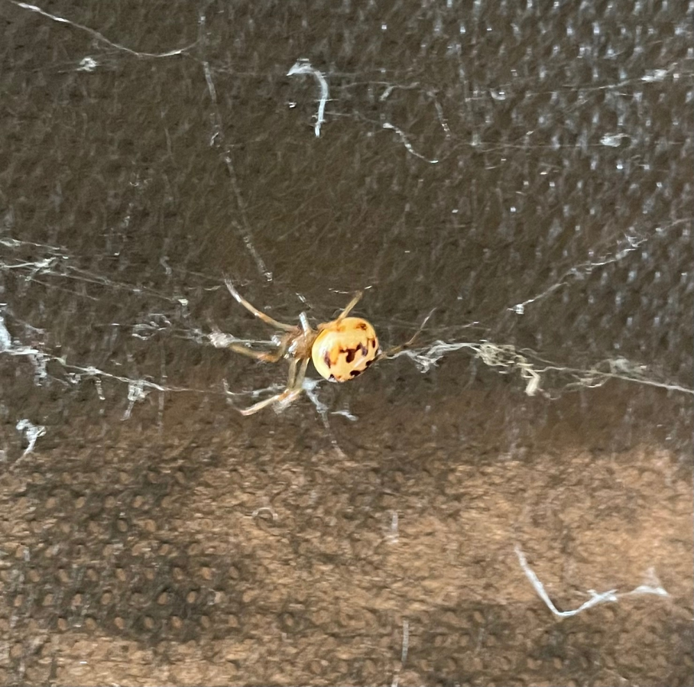 これは何蜘蛛ですか 家のベッドの裏に居ました ドヨウオニグモではないかな Yahoo 知恵袋