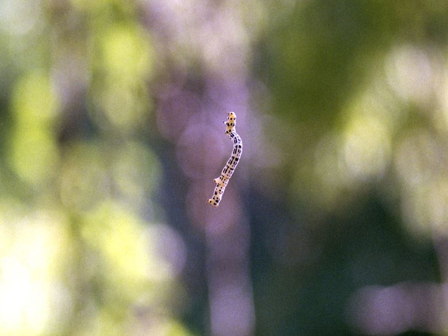 ゴールデンウィークに森で見つけたのですが、この写真の幼虫、何の虫の幼虫かわかりましたらおしえてください。