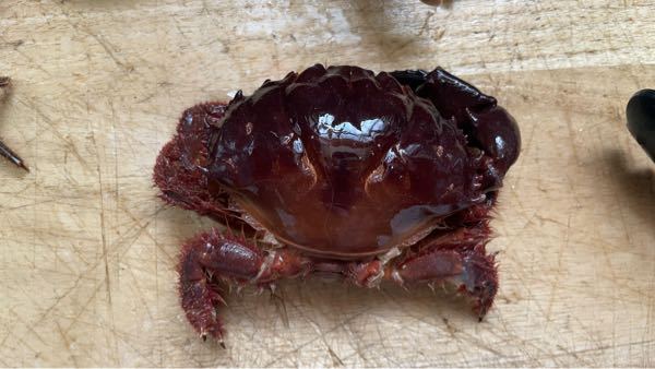 この蟹の名前を教えてください！ 沖縄本島南部でとれました！ 調べてもわかりませんでした！