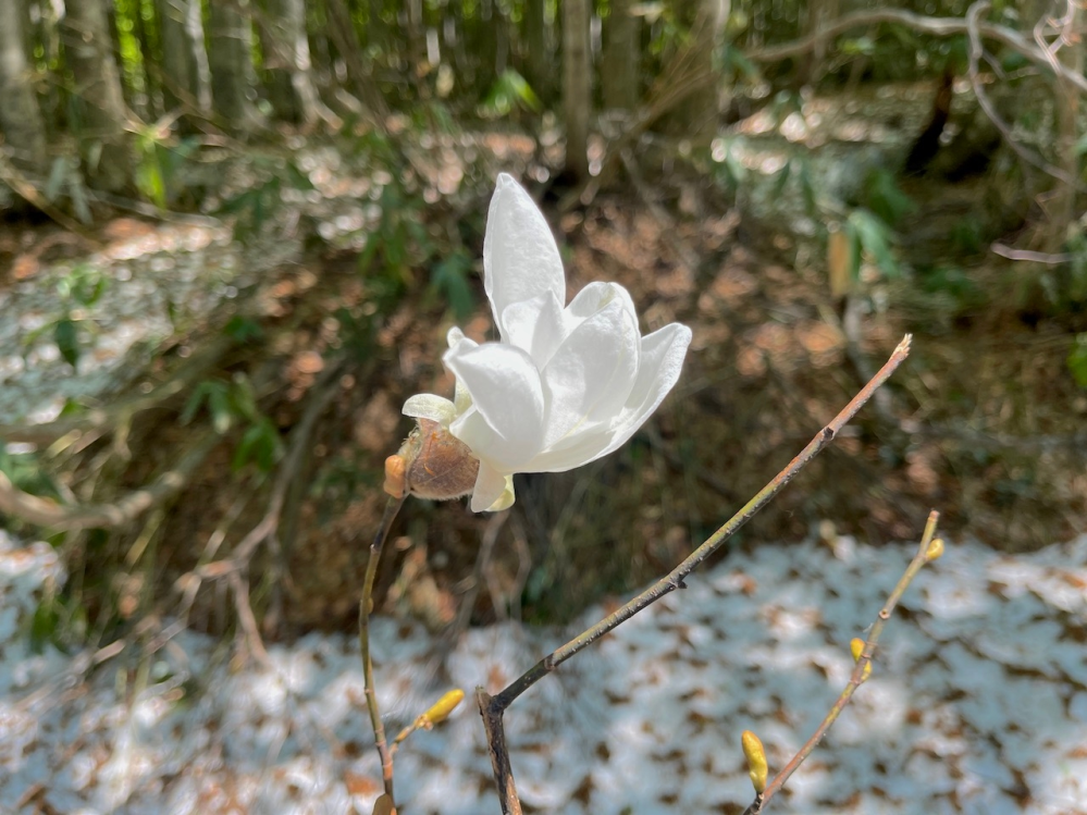 教えてください 今日八甲田山中に咲いてました コブシでしょうか