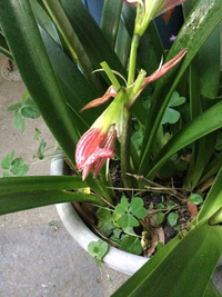 アマリリスの花が虫か何かに食われてボロボロになっています 蕾のうち Yahoo 知恵袋
