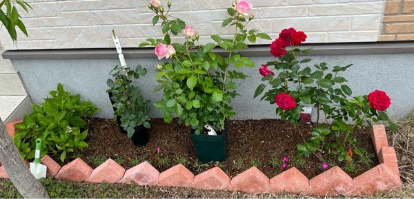 イラストで薔薇の花束を描きます ドット柄の薔薇の花言葉の Yahoo 知恵袋