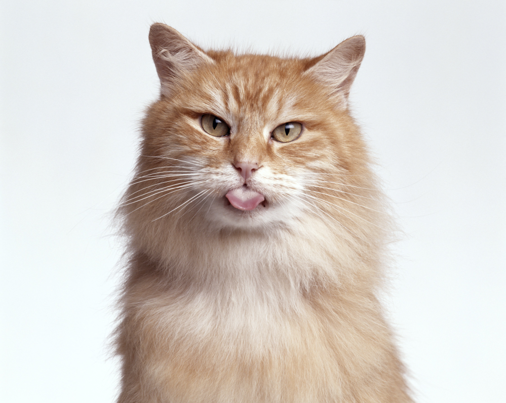 ネコちゃんが舌を出すのはどんな時ですか？