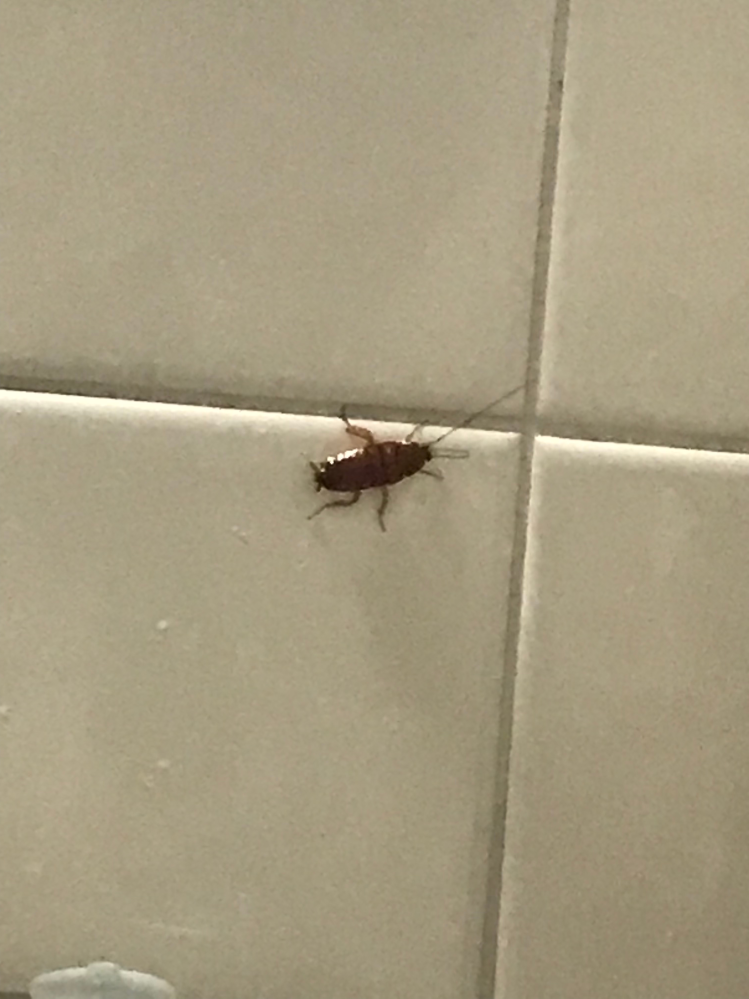キッチンに3cmほどの茶色い虫がいました。 なんの虫ですか？ 飛ばない虫です