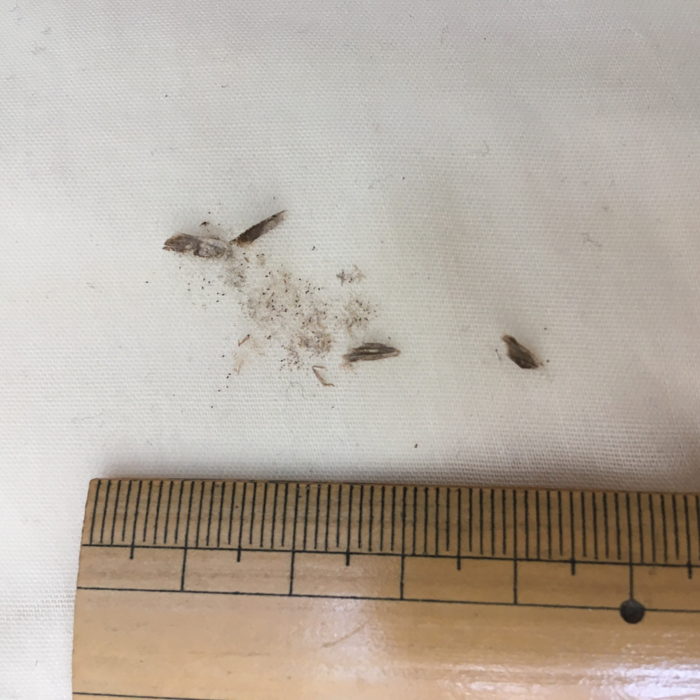 布団についた虫の汚れ 和室に2ヶ月ほど出しっぱなしにしていた羽毛布団に 黒い Yahoo 知恵袋