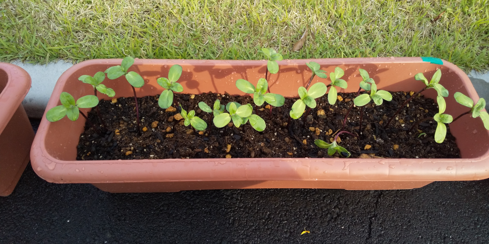 ミニヒマワリの間引きについてご閲覧いただきありがとうございます 現在 ミニヒ Yahoo 知恵袋