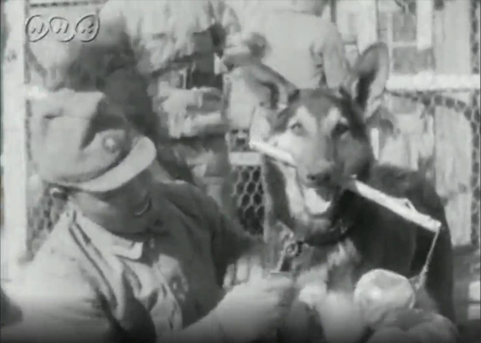 日中戦争当時の記録フィルムを見ますと、よく兵士たちが犬と戯れている場面があります。 添付画像は、1941年1月北支での場面ですが、これらの犬達は、日本から連れて行ったものですか？ それとも現地...