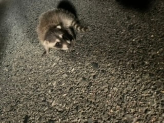 緊急です 知恵をお貸しください 先程道路の真ん中でアライグマの赤ちゃん Yahoo 知恵袋