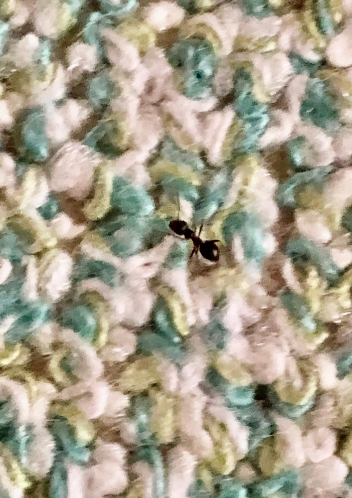 ※写真あり 今日の15時頃、部屋の掃除をしていたら1時間程で生きた蟻を15匹見つけました。1週間前には風呂場で黒色の羽蟻の死骸が大量発生していました。 写真は今日部屋にいた蟻なんですが、何蟻でし...