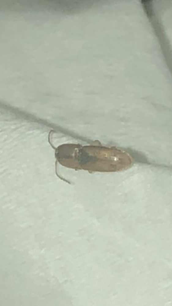 ※虫の画像あります。閲覧注意 この画像の虫は何でしょうか？ 体長は3mm程度です。机の上にいました。