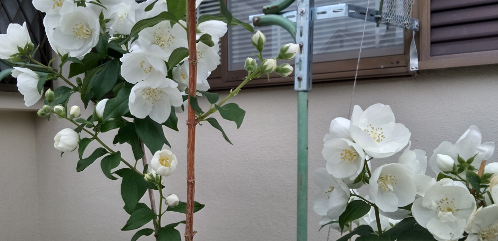 この白い花の名前はなんでしょうか？