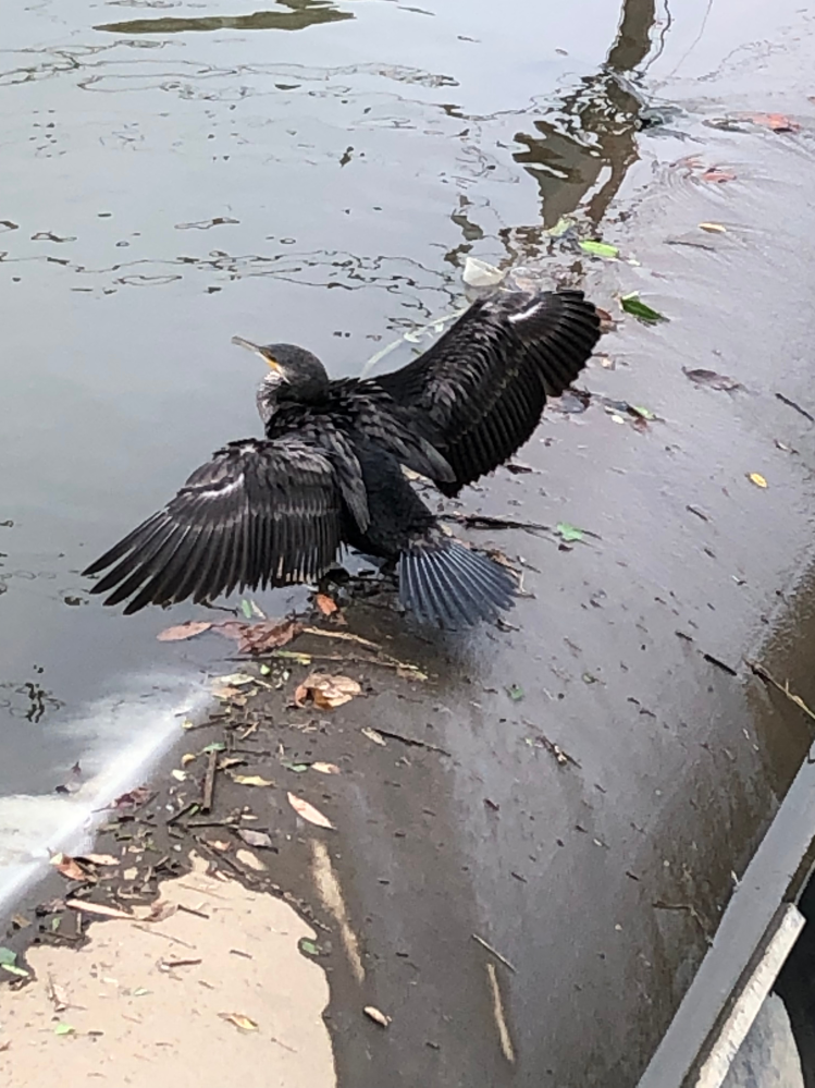近所の川でいちどだけみました。この鳥の名前をお分かりになる方はいらっしゃいますか？宜しくお願い致します。