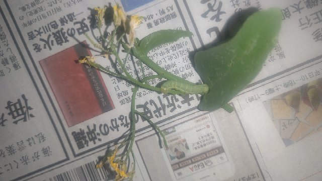 これは何の毛虫でしょうか？ 家庭菜園の小松菜についていました。 よろしくお願いします。