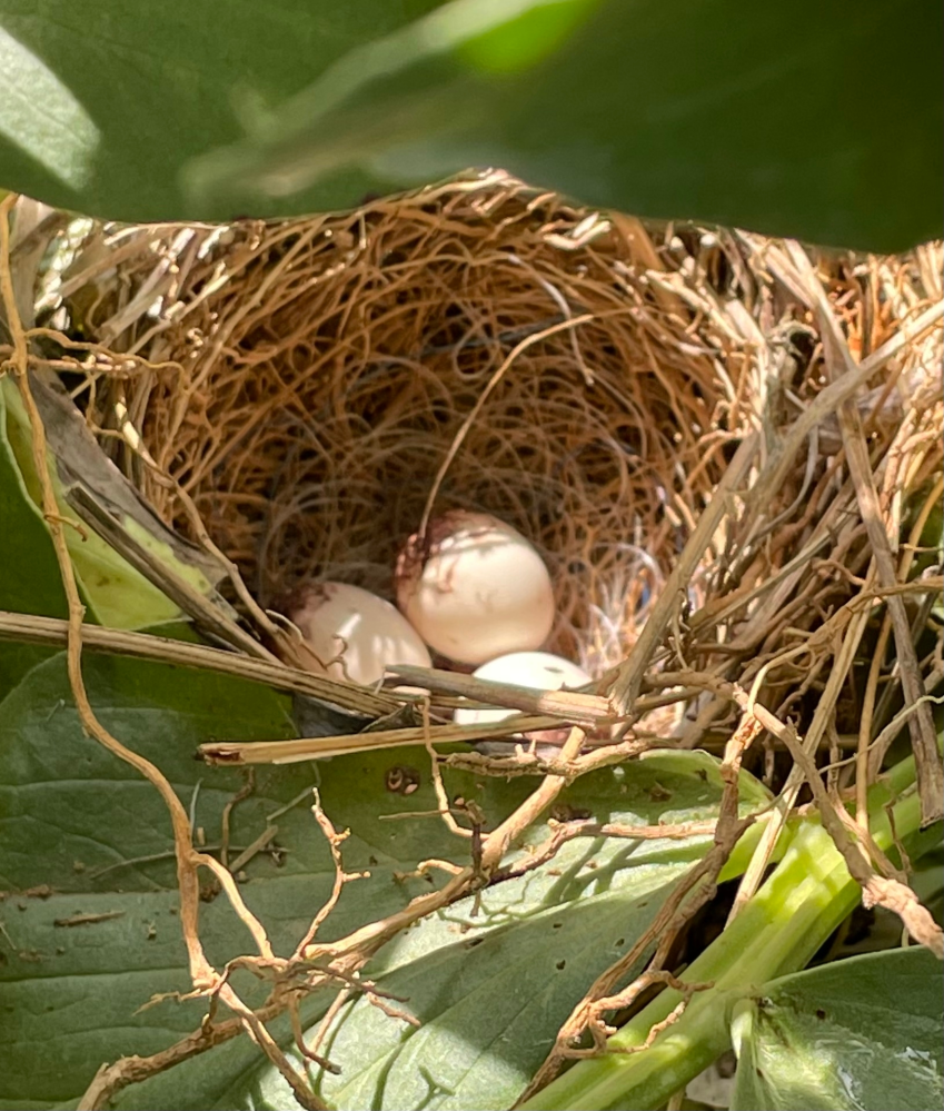 鳥の卵 なんの鳥の卵でしょうか？半月くらい前の写真で、気付いたら巣立っていました。 そら豆の畑の中で、サイズはツバメの卵くらいだと思います。 九州の南部です。
