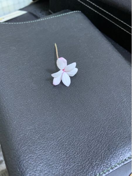 この花はなんの花ですかね？