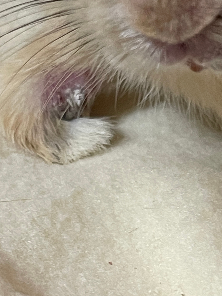 げっ歯類 ウサギ 投票受付中の質問 Yahoo 知恵袋