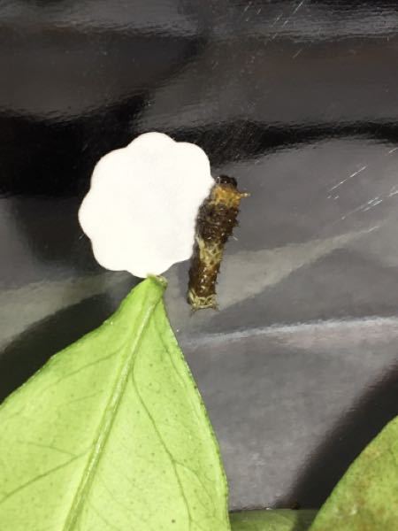 この幼虫はなんの幼虫でしょうか？