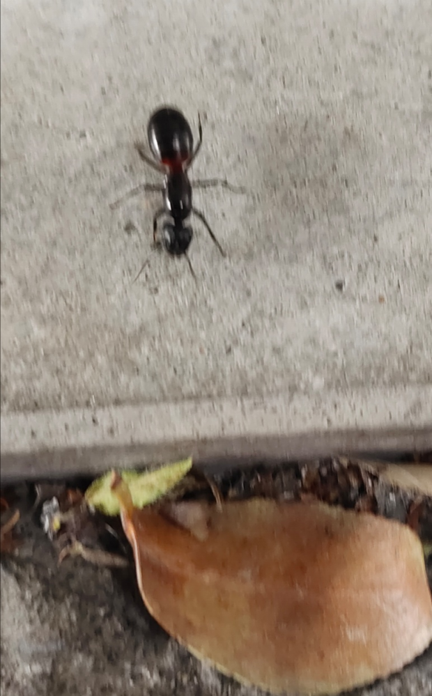 この蟻は何という蟻ですか？ 2cm程はあるとても大きな蟻で、調べてみるとムネアカオオアリという蟻にとても良く似ています。 近くに桜の並木がありました。 女王蟻？なのでしょうか。