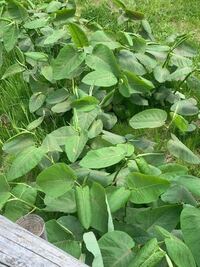 こやつもギシギシですか なんてギシギシですか オオイタドリです Yahoo 知恵袋