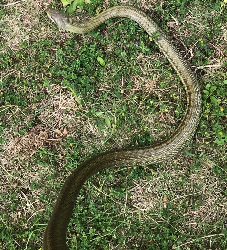 この蛇は何ですか？ 毒はありあすか？