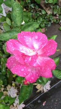 このお花の名前 どなたかご存知でしょうか バラです サイズ的にミニバラ Yahoo 知恵袋