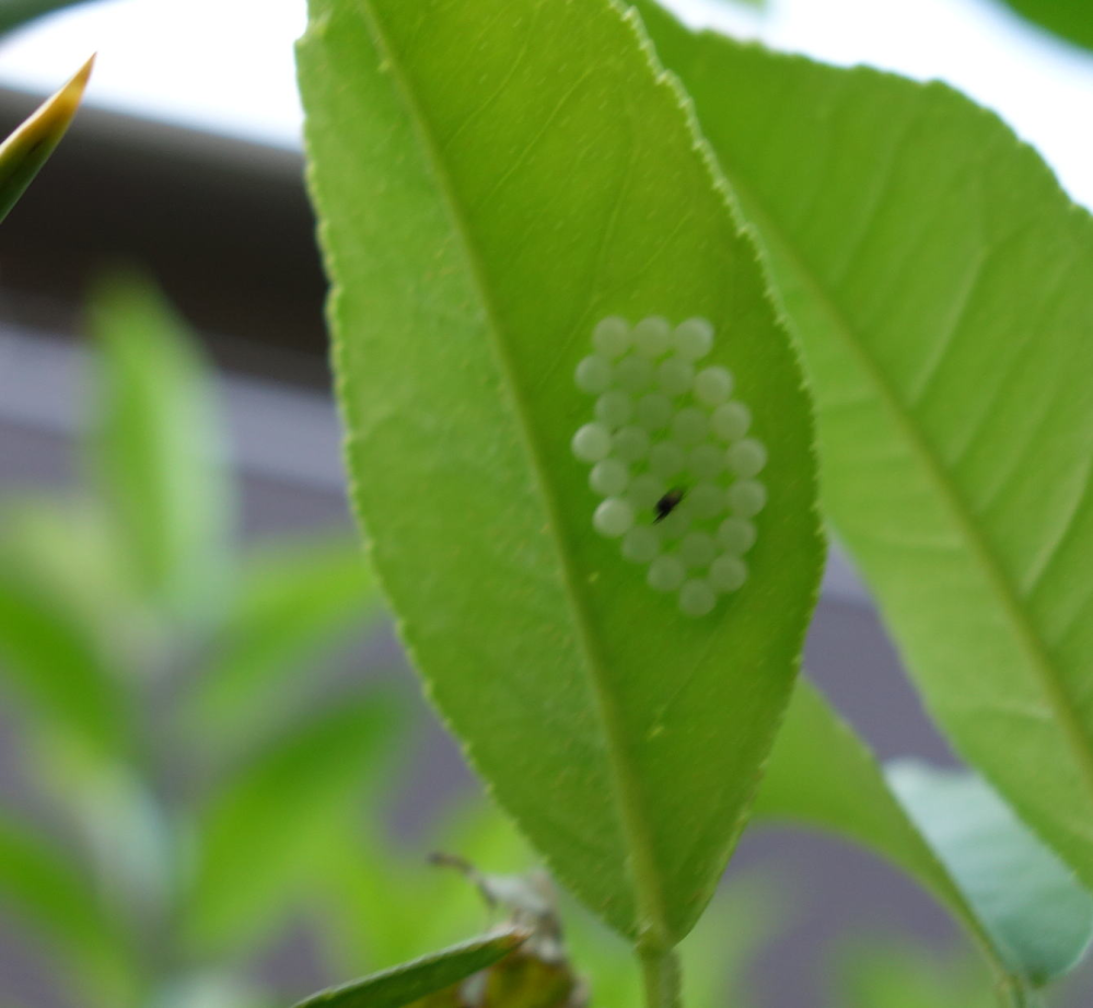 このタマゴは なんの虫のタマゴでしょうか レモンの葉の裏についてました 色は Yahoo 知恵袋