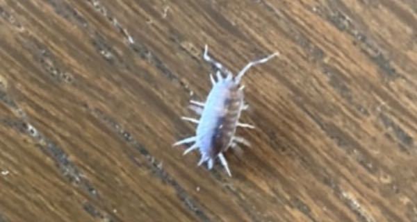 家の中に現れました ワラジムシですか Yahoo 知恵袋