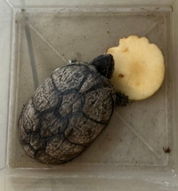 この亀の名前知ってる方教えて下さいご近所に逃げてきた亀をうちの娘が Yahoo 知恵袋