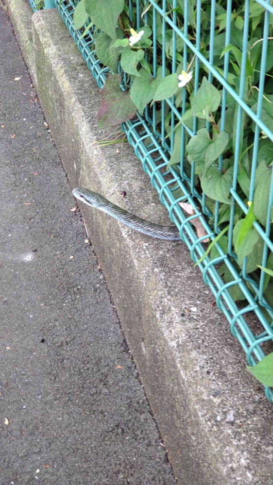 ヘビに出くわしました。 これは、毒蛇ですか？ 場所は、東京都です。 近くに学校もあり、不安です。