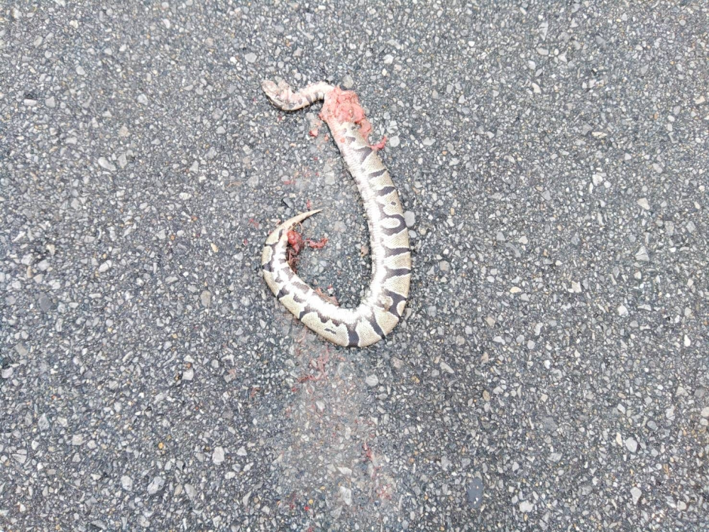 初めて見る種類です 沖縄の住宅街で、車に轢かれてました。 詳しい方、何というヘビか、教えて下さい お願いします