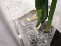 モンステラを水挿ししたのですが これはもう土に植えて問題ないですか Yahoo 知恵袋