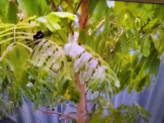 テレビにちょっと映っていた観葉植物ですが、 なんという植物でしょうか？？