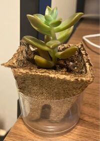 母が貰ってきたのですが なんの植物か分かりますか 個人的には多肉植 Yahoo 知恵袋