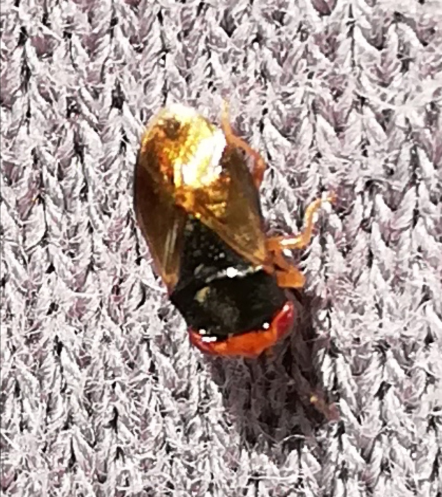 この虫はなに虫でしょうか？ 顔は赤色 体は黒（？）色 羽は金色 です。