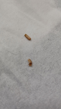 この虫なんですか？
家のカーペットの上に転がってました。 