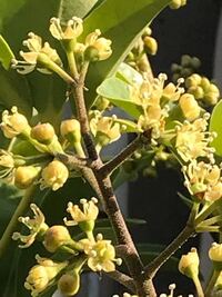 カポックには 花が咲きますか 数日前気がついたんですが 実のような つぼみ Yahoo 知恵袋