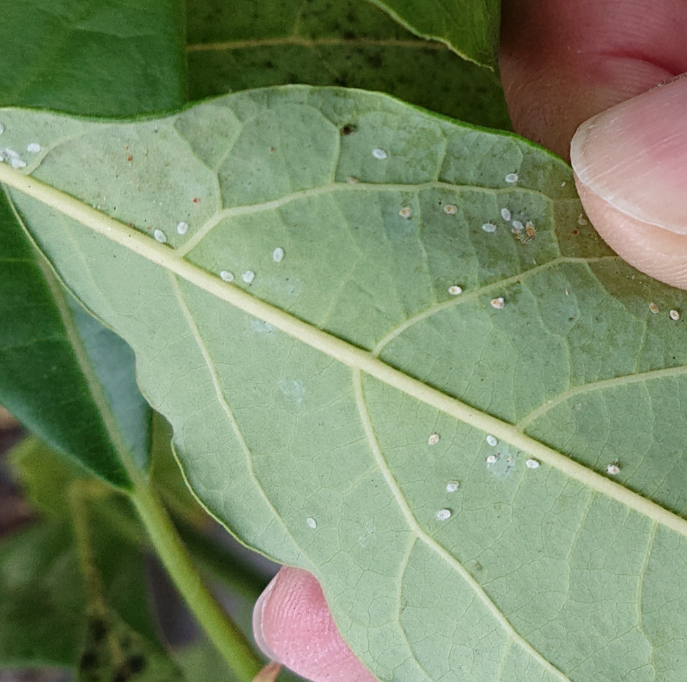 アボカドの葉の裏に、白い0.3ミリくらいの小さな虫(卵？)のようなものが付着しています。 これはなんの虫なのでしょうか？ご存知の方いらっしゃいませんか。 カイガラムシよりも小さいように思います。 動い