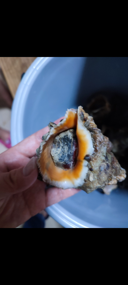 貝の名前を教えて下さいm M Yahoo 知恵袋