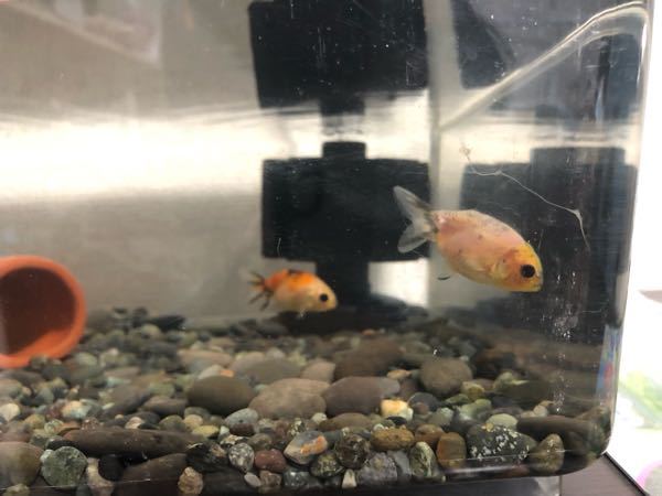 金魚が繁殖期に入ったらしく 毎日オスがメスを追いかけるの Yahoo 知恵袋